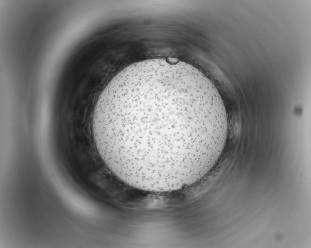 X0000101960764200808151315
