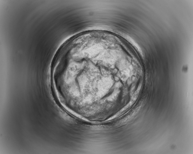 X0000101960988200808151311