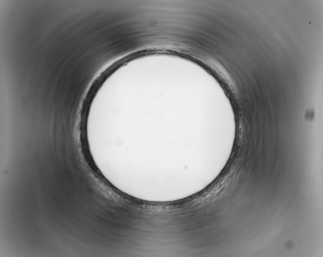 X0000101961020200808151310