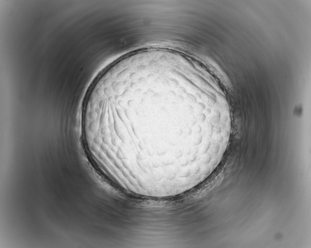 X0000101961036200808151310