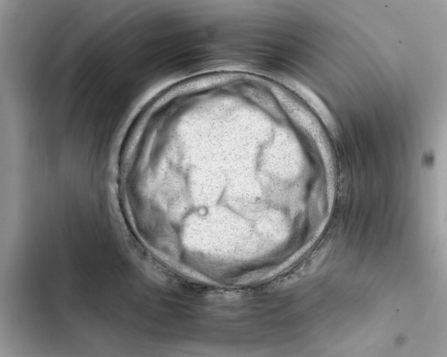 X0000101961051200808151310