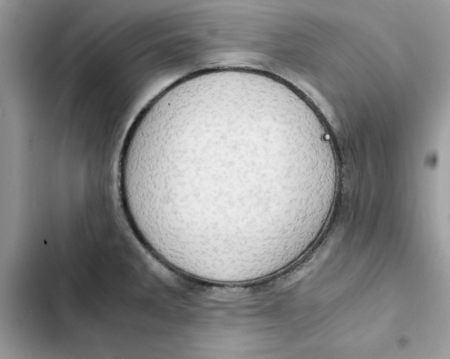 X0000101961285200808151307