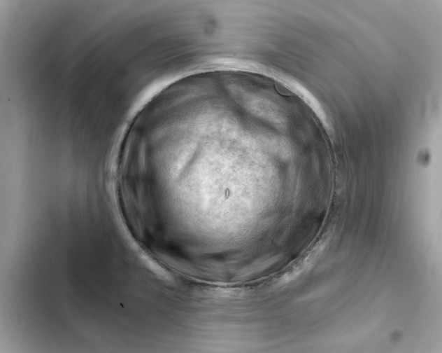 X0000101961381200808151305