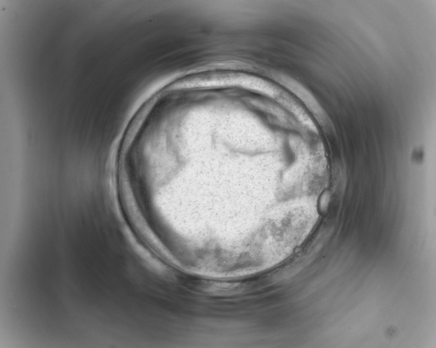 X0000101961439200808151305