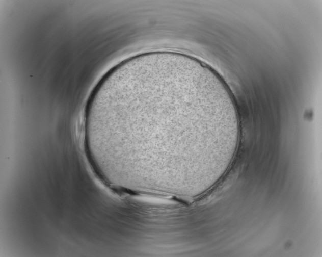 X0000101961515200808151303