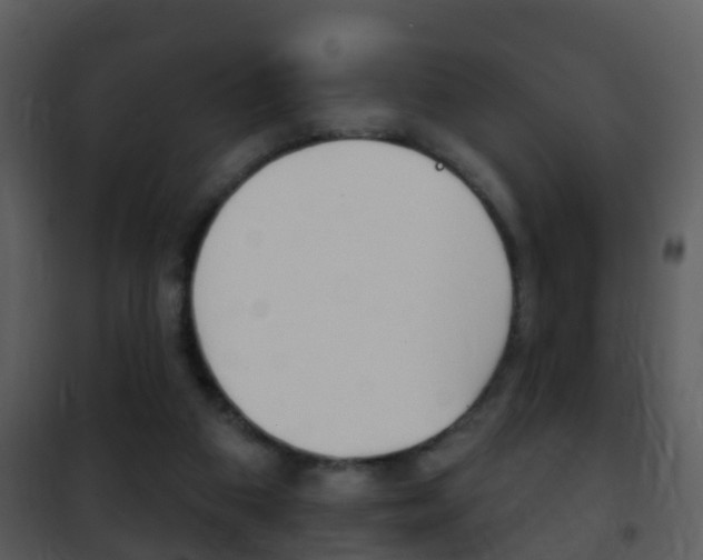 X0000101970113200807180735