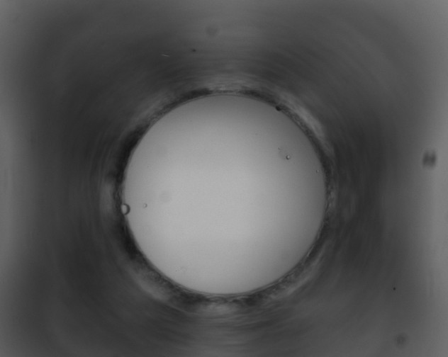 X0000101970209200807180734