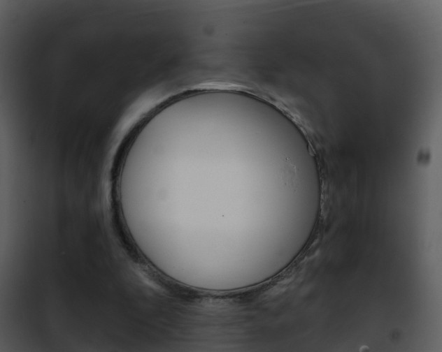 X0000101970296200807180733