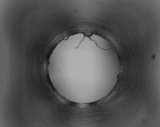 X0000101970333200807180732