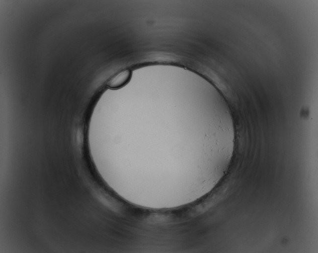 X0000101970350200807180731