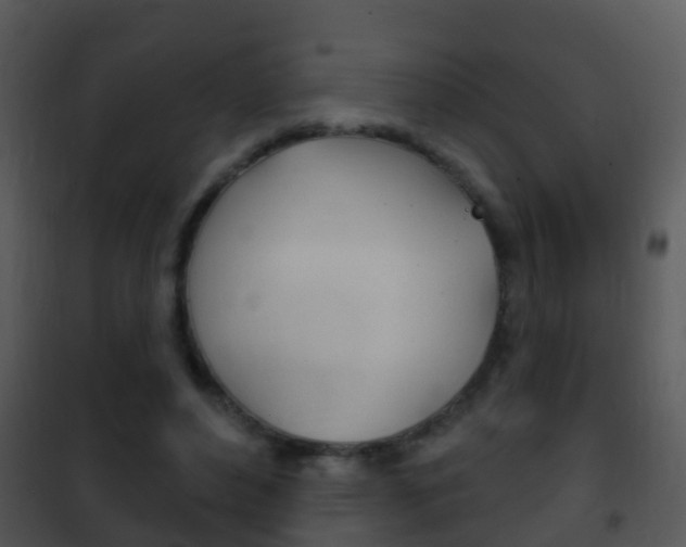 X0000101970496200807180730