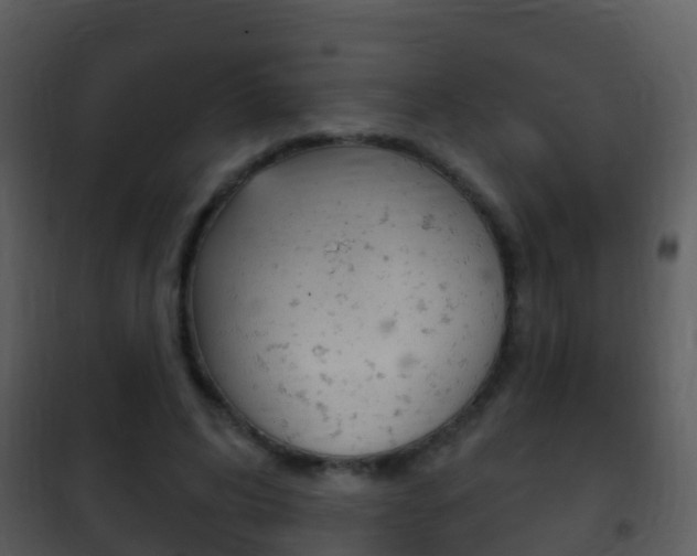X0000101970592200807180728