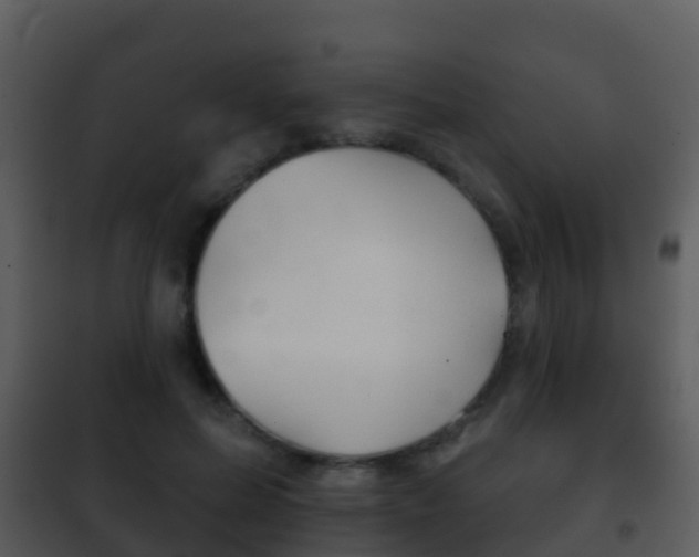 X0000101970599200807180728