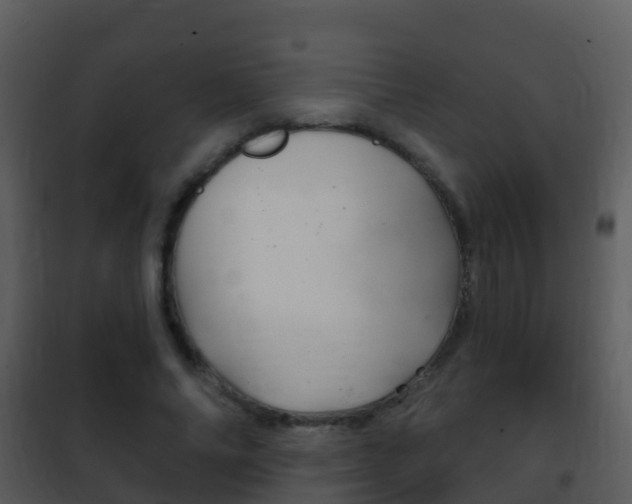 X0000101970686200807180727