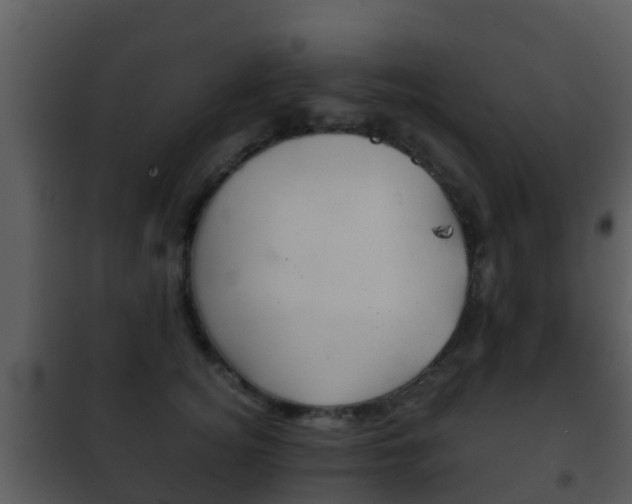 X0000101970756200807180726