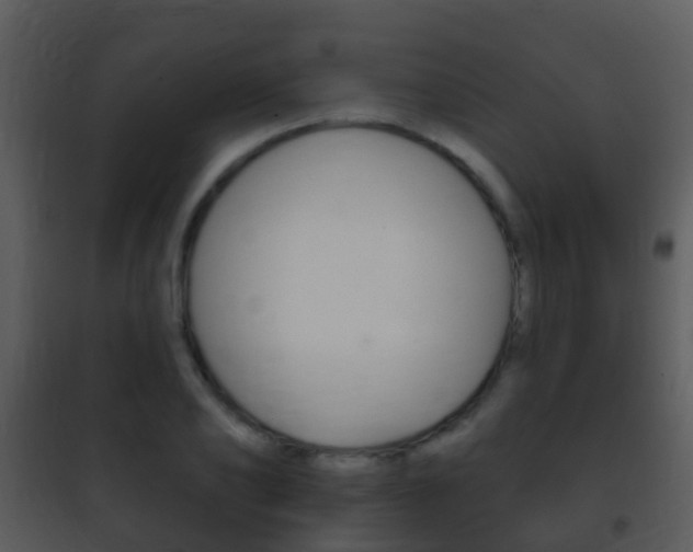 X0000101970886200807180724