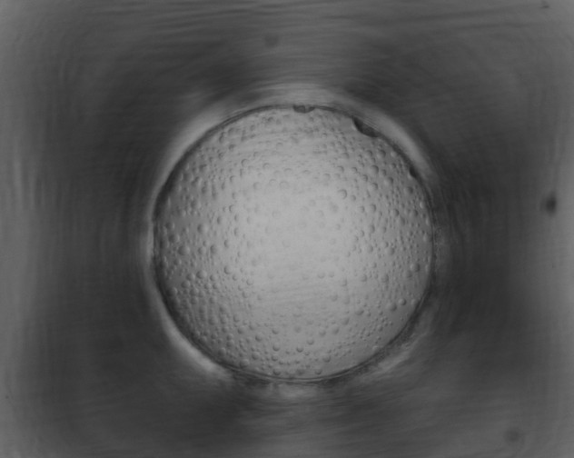 X0000101971095200807180721