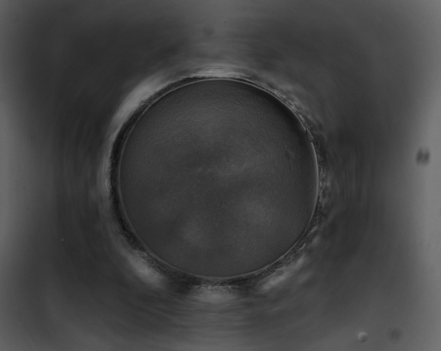 X0000101970296200807181111