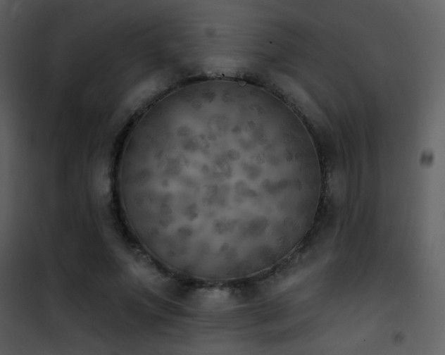X0000101970687200807181105
