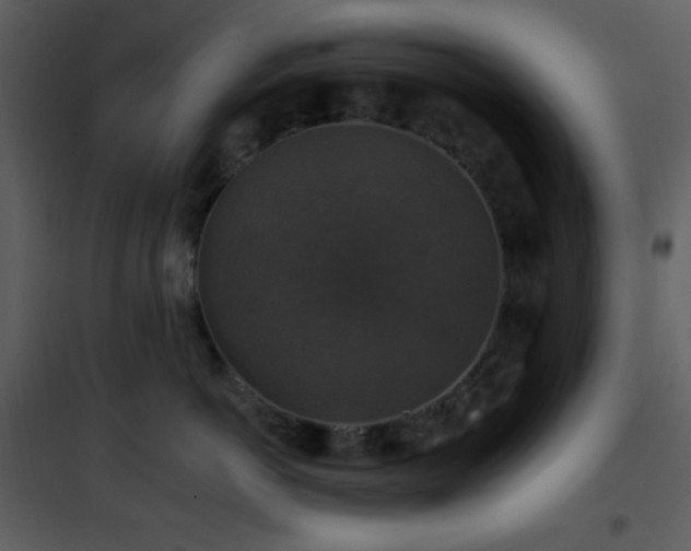 X0000101970766200807181105