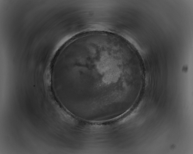 X0000101970925200807181101