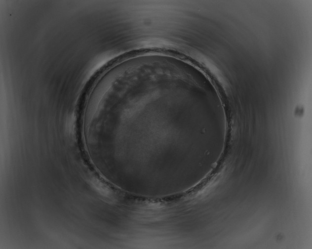 X0000101970975200807181100