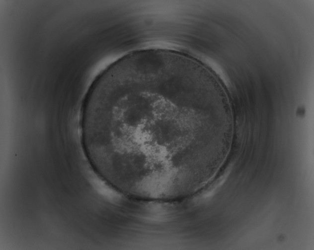 X0000101970987200807181100