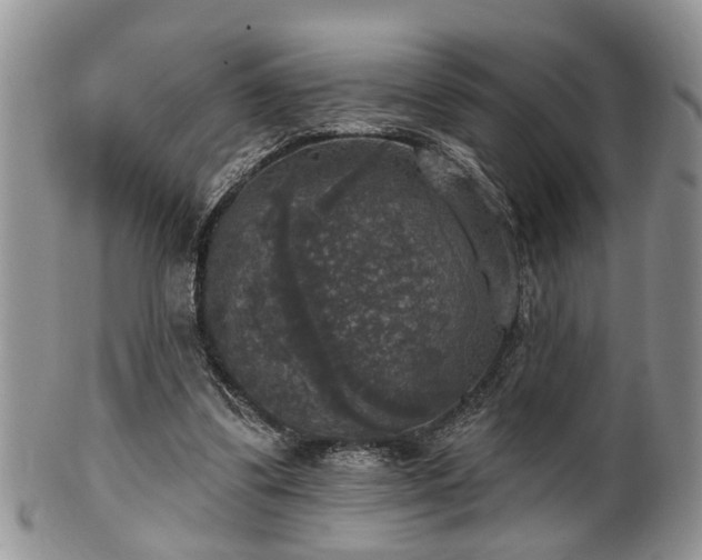 X0000101970299200807251217