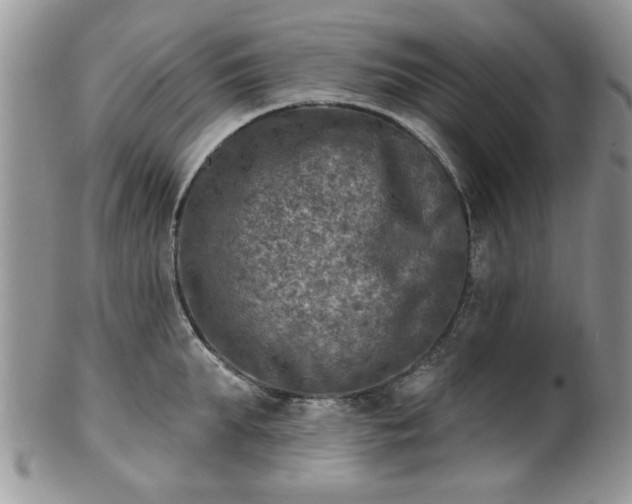 X0000101970903200807251208