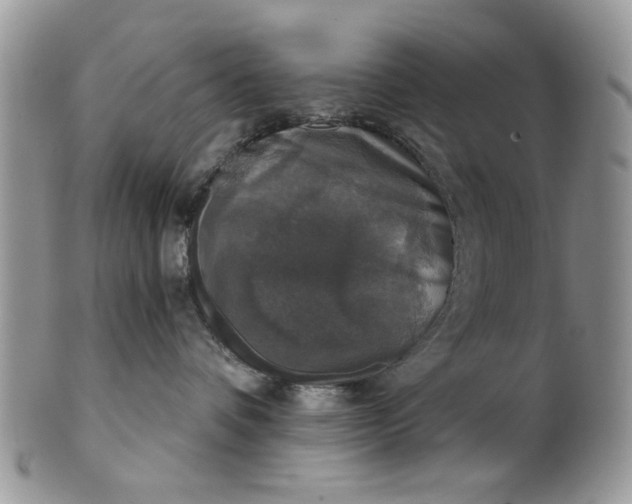 X0000101970336200808011136