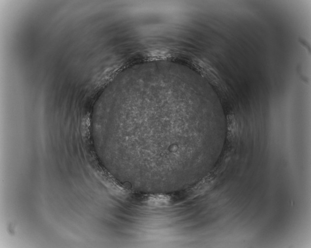 X0000101970369200808011136