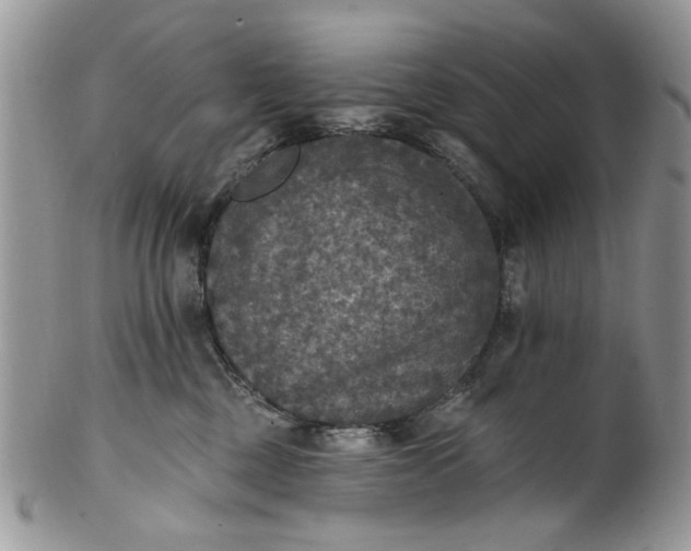 X0000101970377200808011136