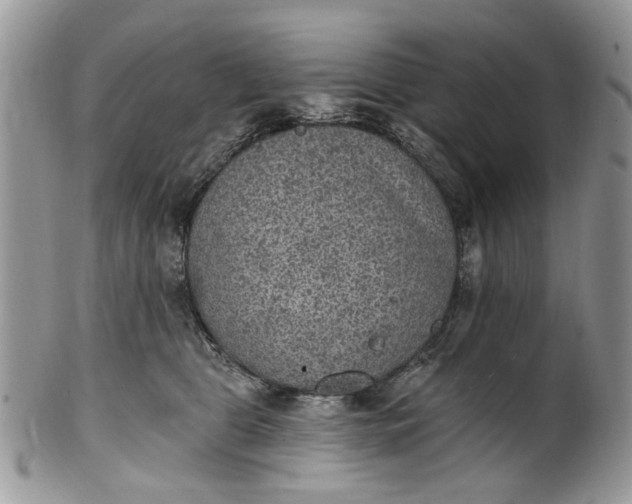 X0000101970469200808011135