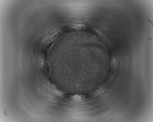X0000101970566200808011133