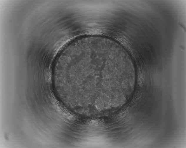 X0000101970584200808011133