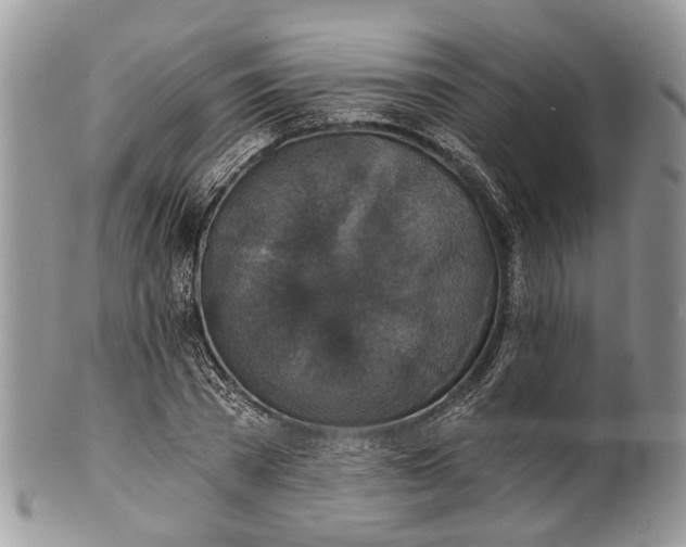 X0000101970785200808011130