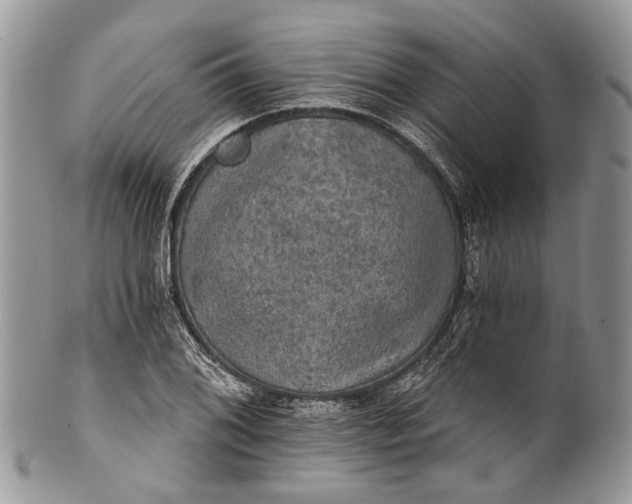 X0000101971076200808011125