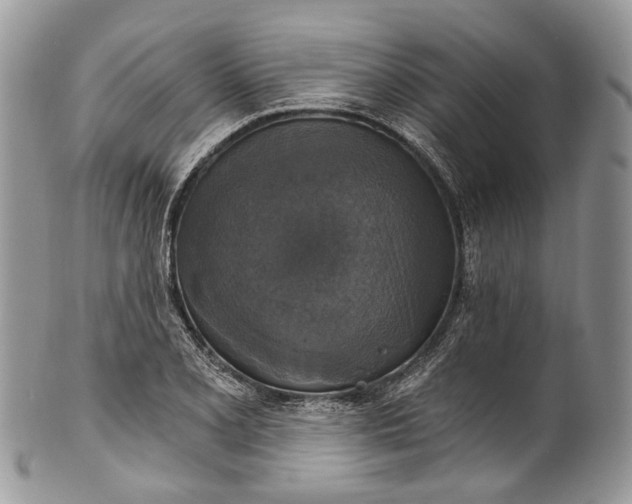 X0000101971077200808011125