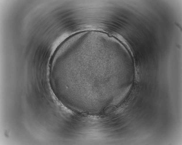 X0000101971096200808011125