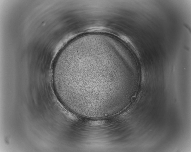 X0000101971376200808011121