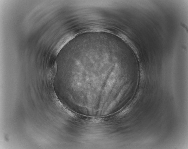 X0000101971385200808011121
