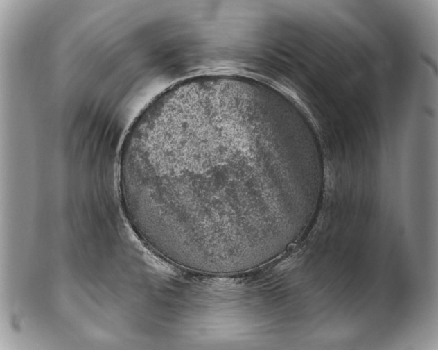 X0000101971424200808011120