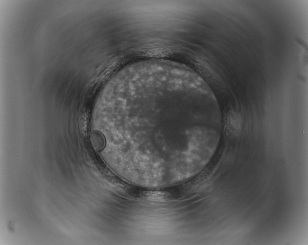 X0000101970268200808081557