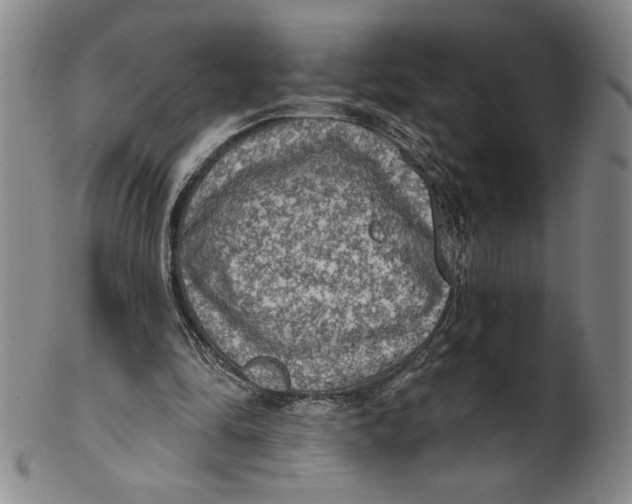 X0000101970294200808081557