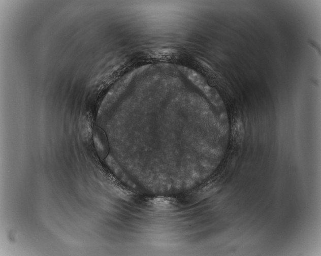 X0000101970566200808081554