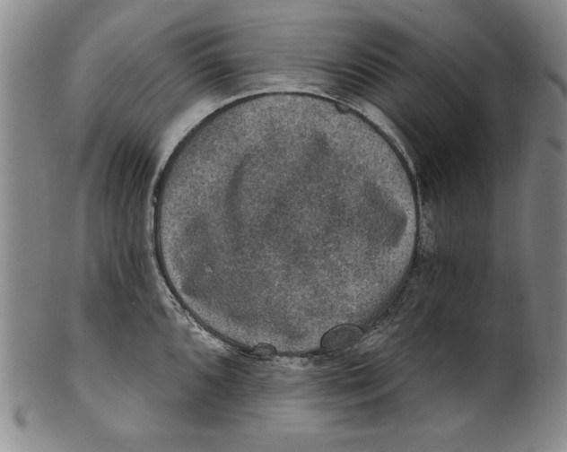 X0000101971096200808081545