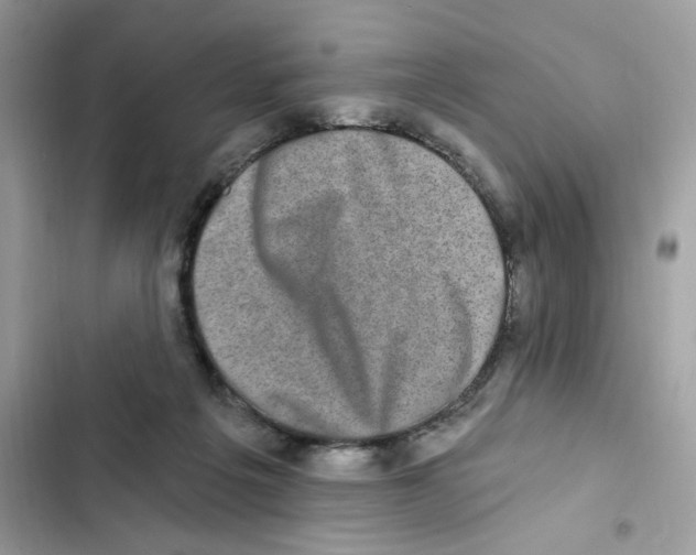 X0000101970217200808151345