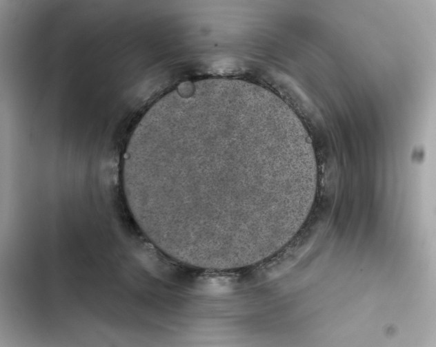 X0000101970368200808151343
