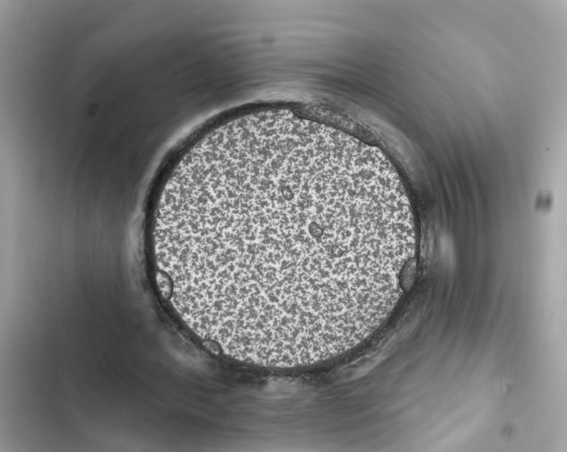 X0000101970388200808151343