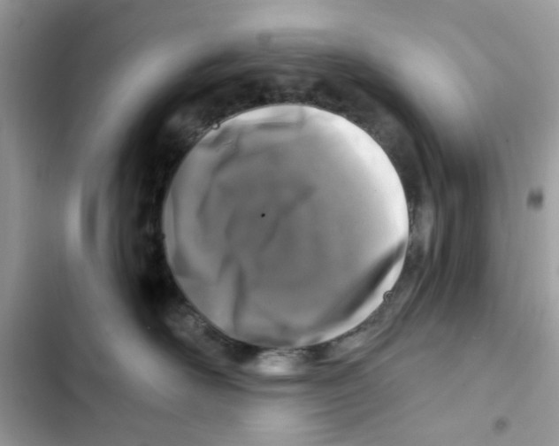 X0000101970526200808151341